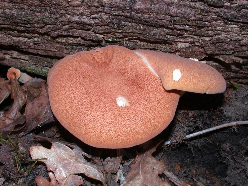Mycoflora  toscana - Che grande soddisfazione....